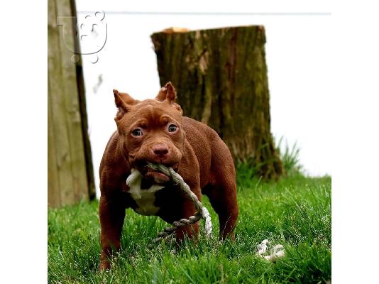 Pitbull